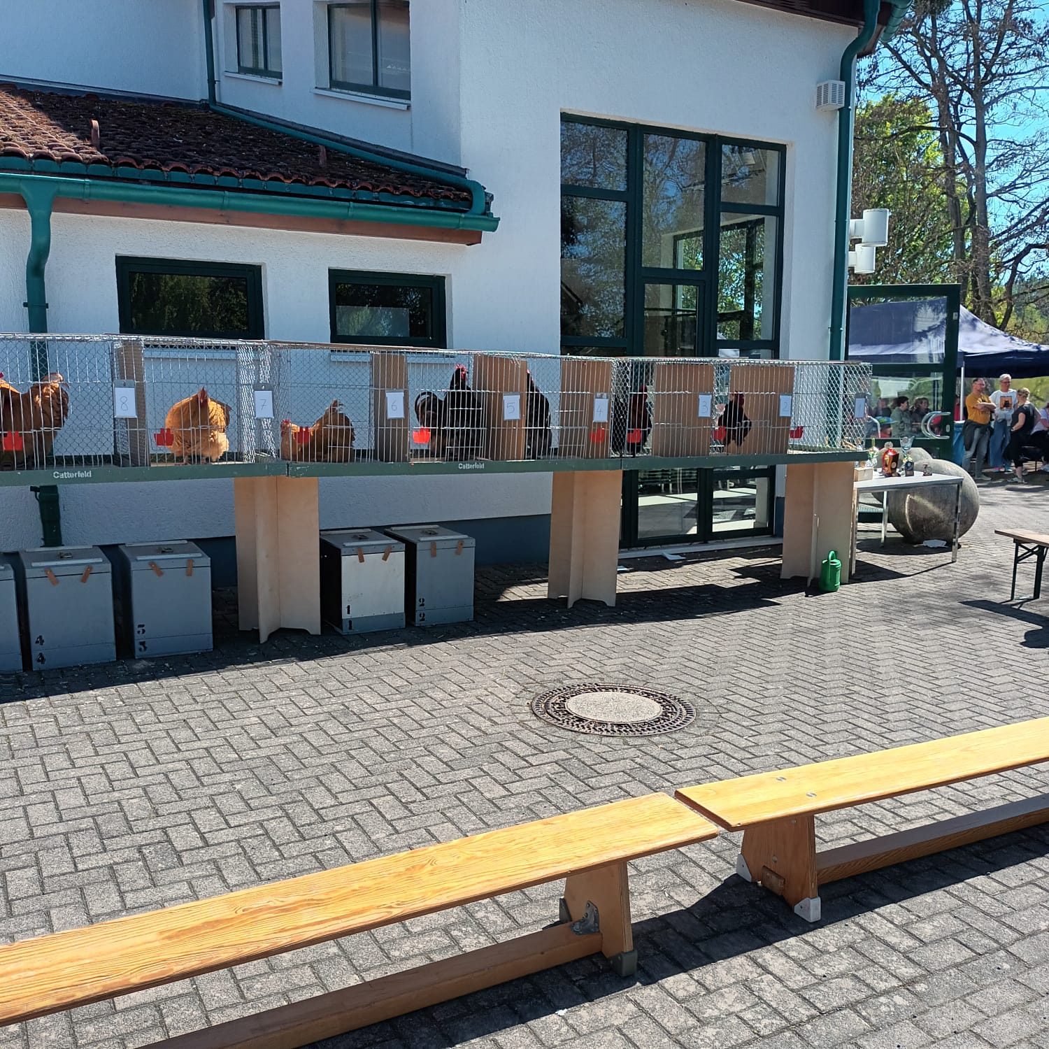 Käfigreihe mit Hähnen vor der Mehrzweckhalle
