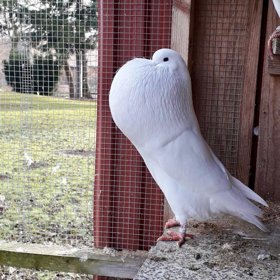 Hessischer Kröpfer mit aufgeblasenem Kropf im Stall