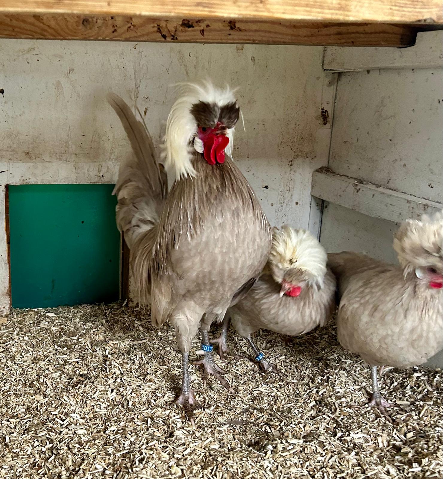 Holländisches Haubenhuhn im Stall