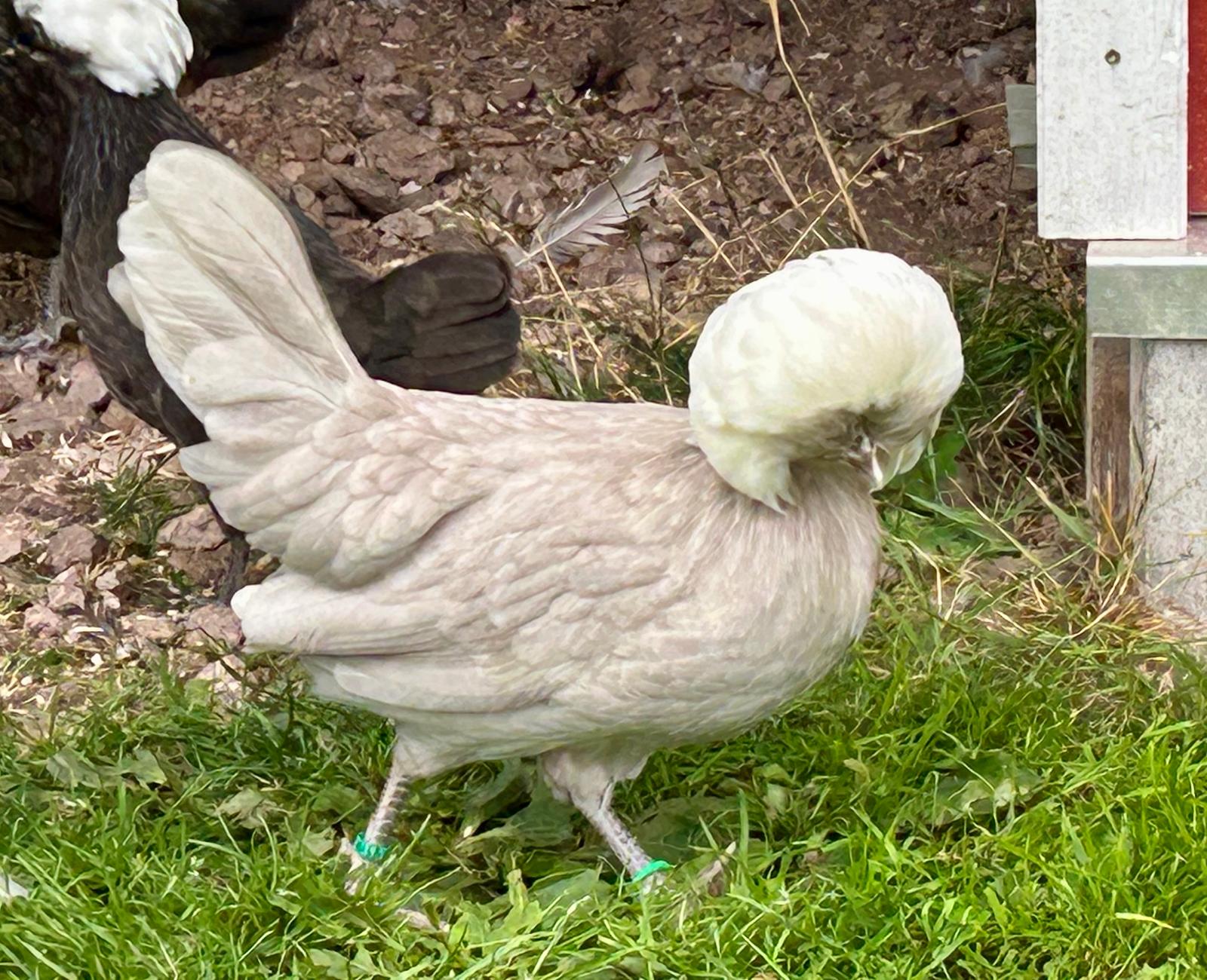 Weißes Holländisches Haubenhuhn