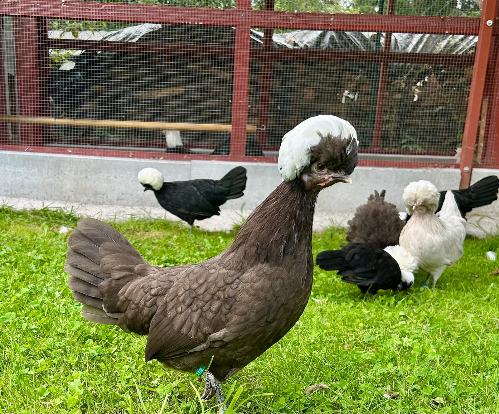Holländisches Haubenhuhn mit heller Haube