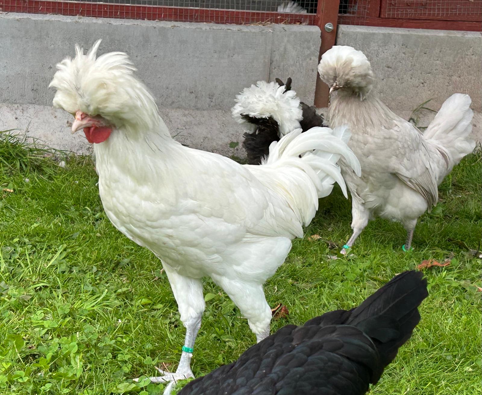 Weißer Hahn mit anderen Holländischen Haubenhühnern auf der Wiese