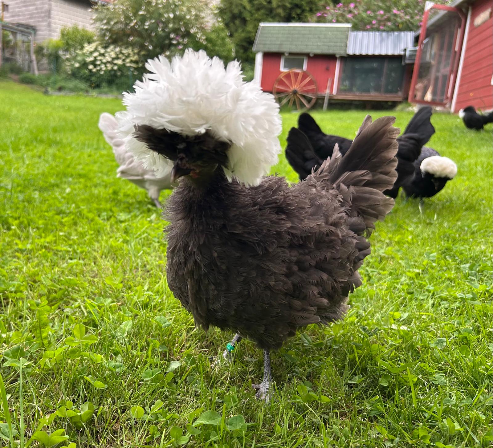 Schwarzes Holländisches Haubenhuhn mit großer weißer Haube