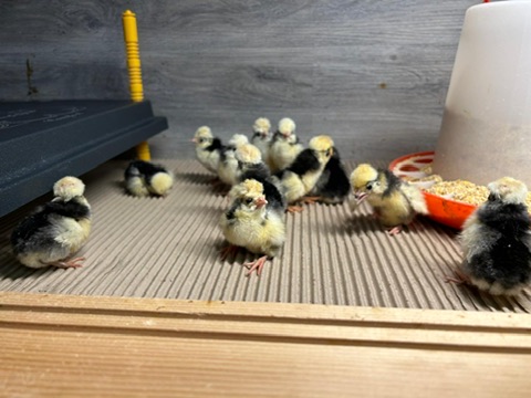 Küken im Aufzuchtstall